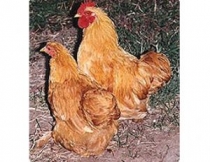 Cüce Tavuklar