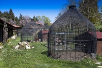 Sülünler