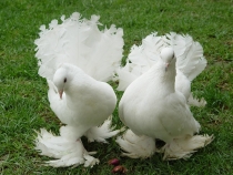 Tavus Güvercini