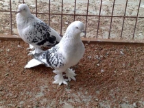 Çakmaklı Mardin Güvercini