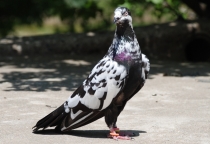 Kaplan Güvercini