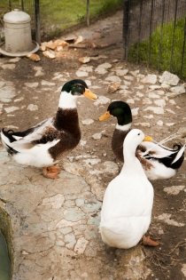Ördek