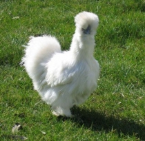 Habeş Tavuğu